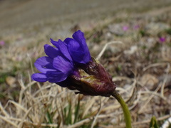 Primula glutinosa