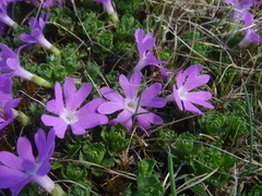 Primula minima