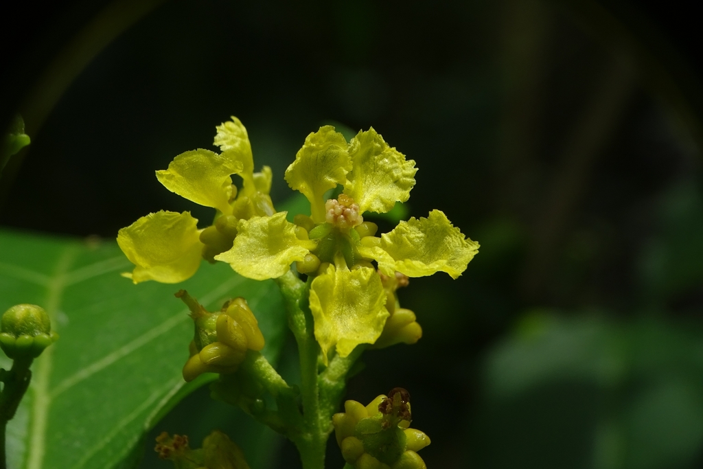 Bunchosia argentea; photograph (c) renjus box, some rights reserved (CC BY)