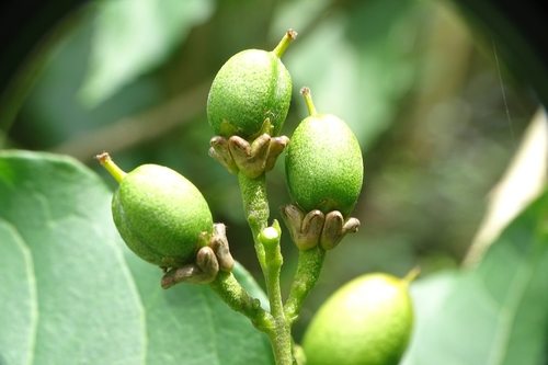 Bunchosia argentea, photograph 3