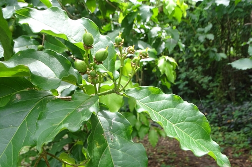 Image of Bunchosia argentea by (c) renjus box, some rights reserved (CC BY)