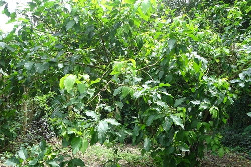Bunchosia argentea, photograph 5