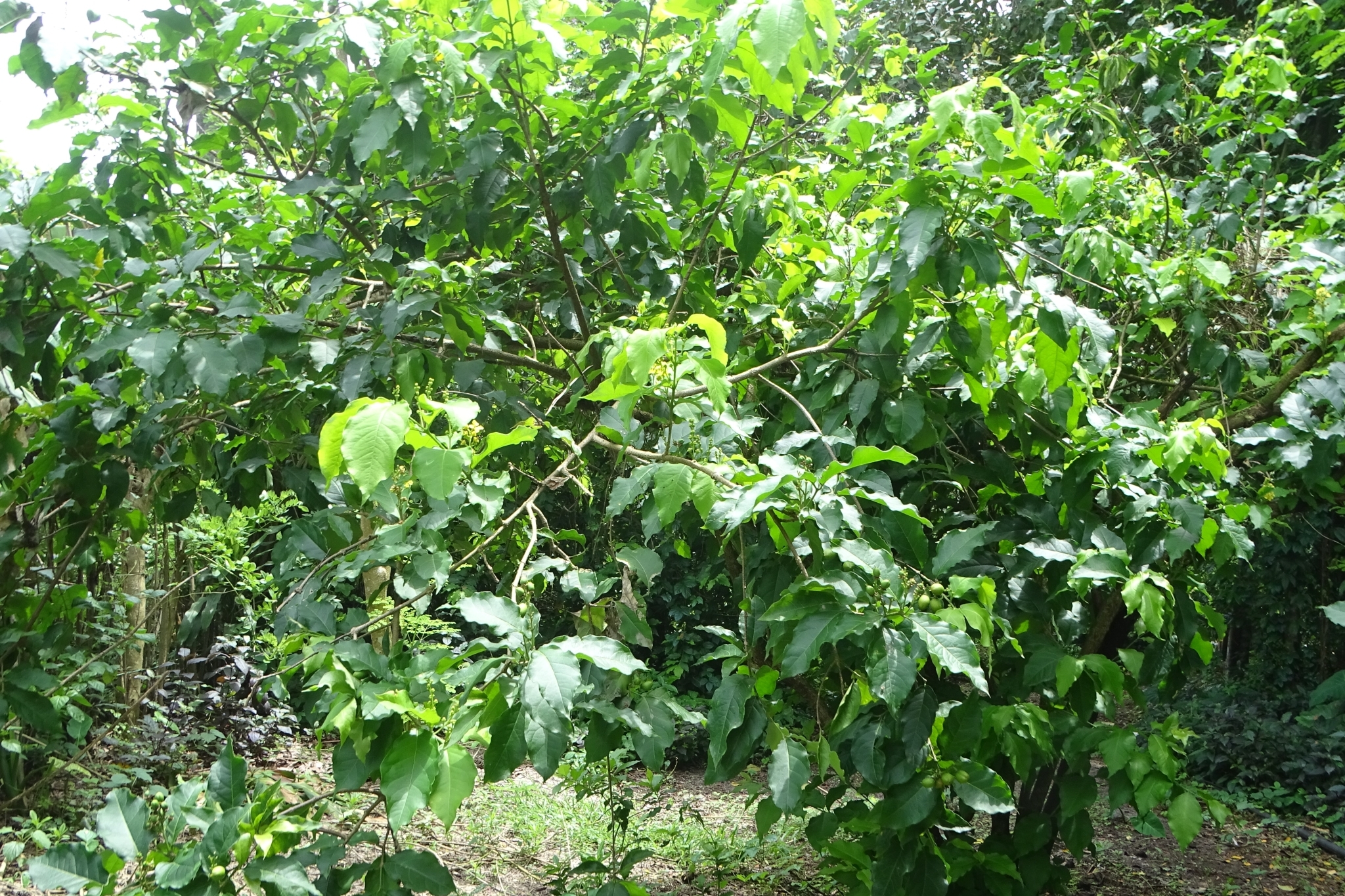 Imagem de Pitanga-de-macaco