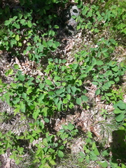 Amelanchier sanguinea