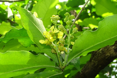 Image of Bunchosia argentea by (c) renjus box, some rights reserved (CC BY)