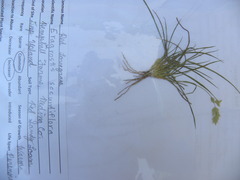 Eragrostis secundiflora