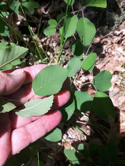 Amelanchier sanguinea