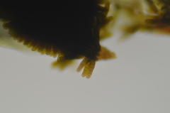 Plenogemma phyllantha