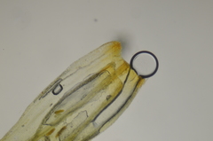 Plenogemma phyllantha