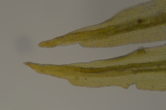 Plenogemma phyllantha