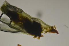 Plenogemma phyllantha