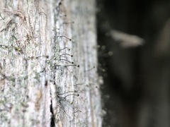 Chaenotheca laevigata