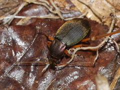 Chlaenius aestivus