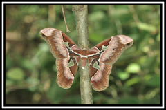Rothschildia speculifer