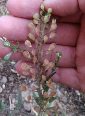 Camelina