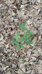 Sanicula canadensis canadensis