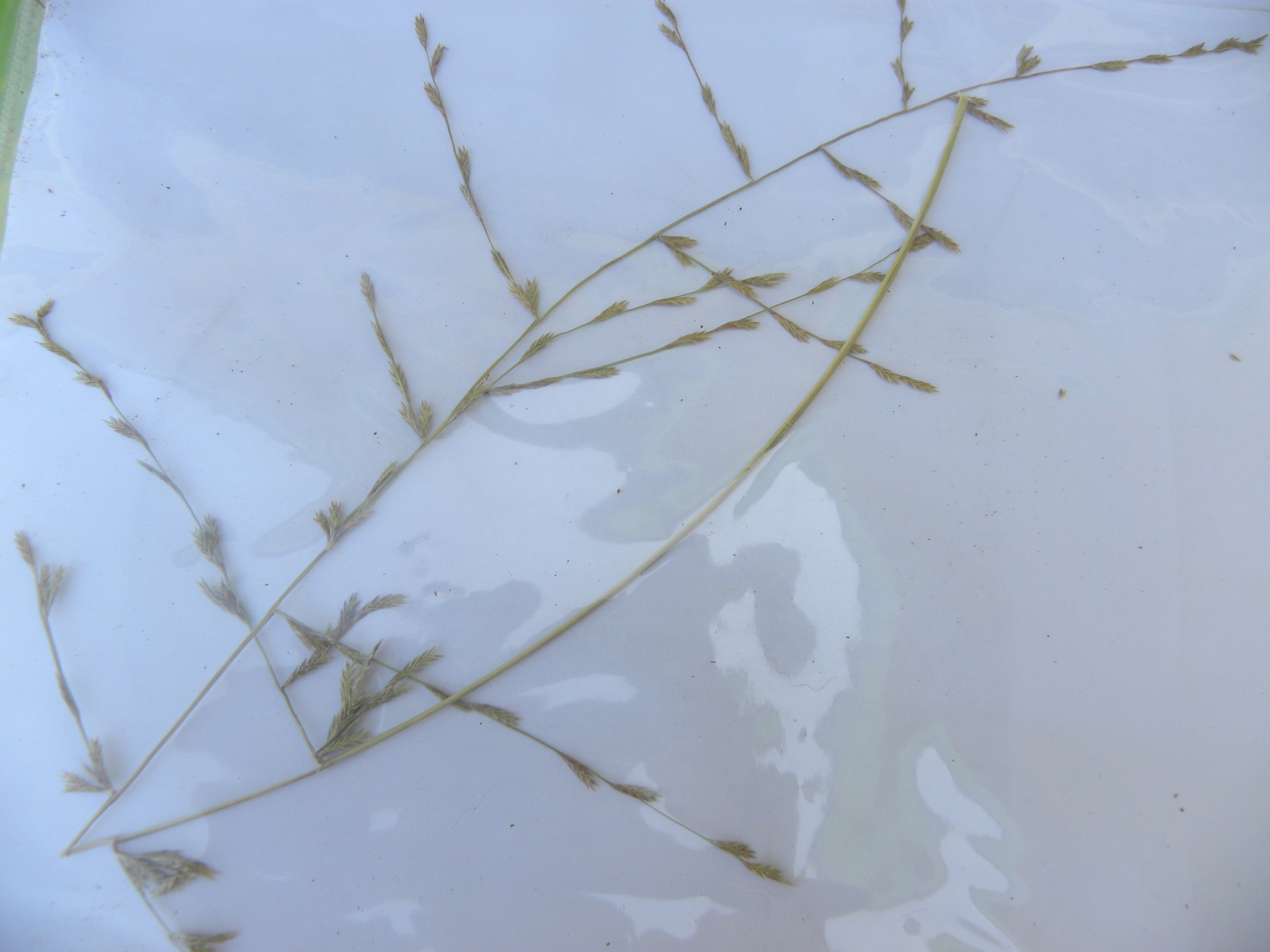Eragrostis sessilispica