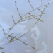 Eragrostis sessilispica - Photo (c) CH Hemphill, osa oikeuksista pidätetään (CC BY-NC), lähettänyt CH Hemphill