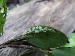 Stelis morganii