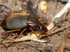 Chlaenius aestivus