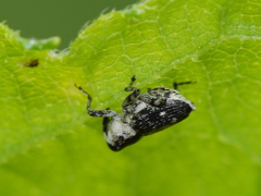 Conoderinae