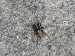 Allocosa