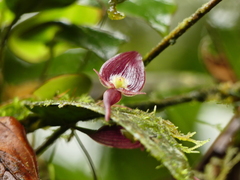 Pleurothallis ruberrima