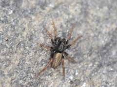 Allocosa