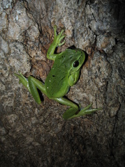 Dendropsophus molitor