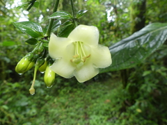 Macrocarpaea sodiroana
