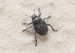Zacladus exiguus