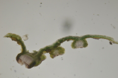 Blennothallia fecunda