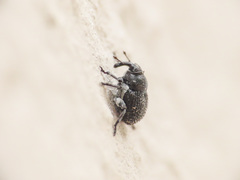 Zacladus exiguus