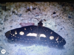 Castilia