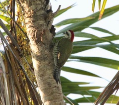 Xiphidiopicus percussus