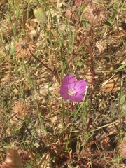 Clarkia gracilis gracilis