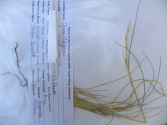 Eriochloa sericea