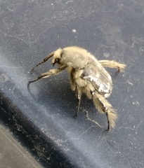 Heterocnemis graeca
