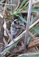 Heterocnemis graeca