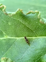 Graphopsocus cruciatus