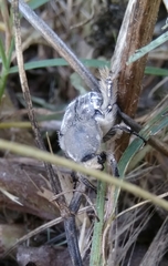 Heterocnemis graeca