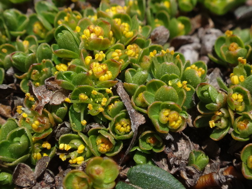 Image of Salix serpillifolia by (c) Christian Berg, some rights reserved (CC BY)