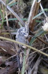 Heterocnemis graeca