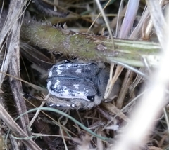Heterocnemis graeca