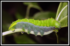 Rothschildia speculifer