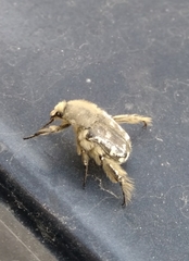 Heterocnemis graeca