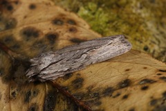 Lithophane lapidea