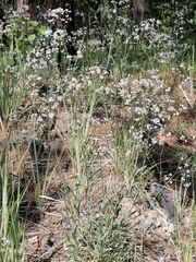Gypsophila paniculata