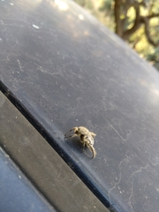 Heterocnemis graeca