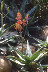 Aloe parvibracteata